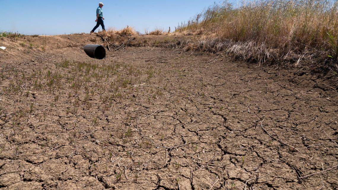 Rice farmer Don Bransford walks past a dry ditch on Wednesday, May 4, 2022, that usually brings water to his 1,800 acres of rice fields near Williams. About half of California was “abnormally dry” as of Thursday.